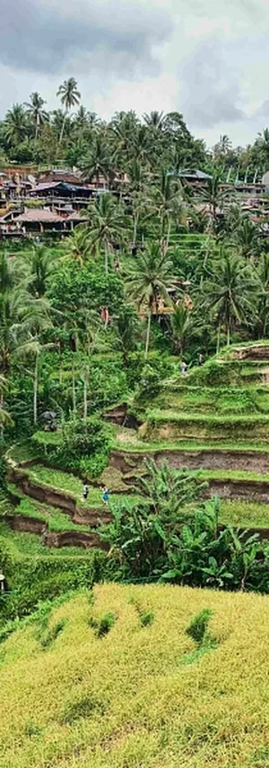 Rizières de Bali